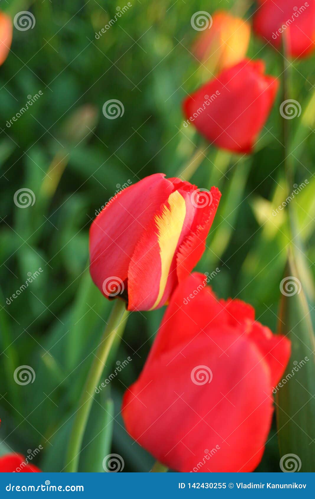 Red Tulip With Red And Yellow Petal Stock Image - Image of ...