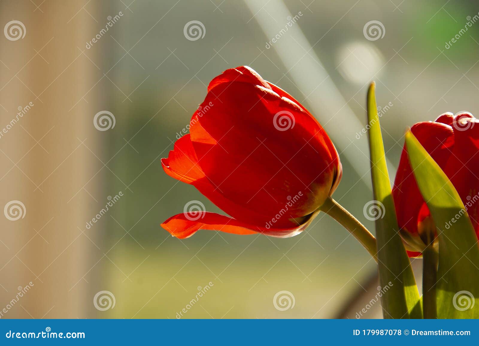 Red Tulip in a Vase. Tulips on a Light Background. Stock Photo - Image ...