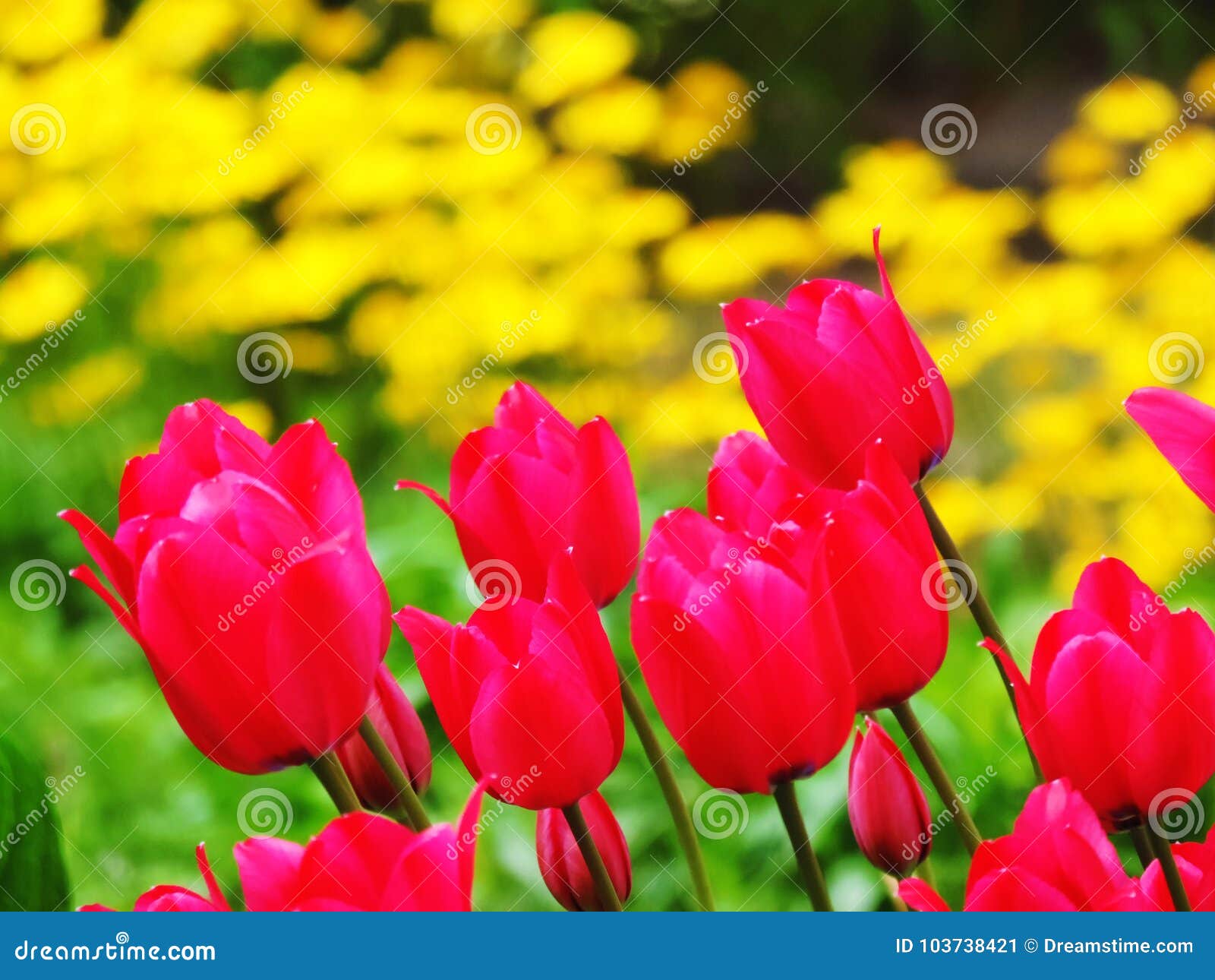 red tulipan flowers in garden