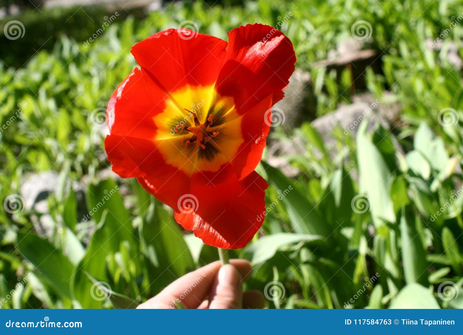 red tulipan in my hand