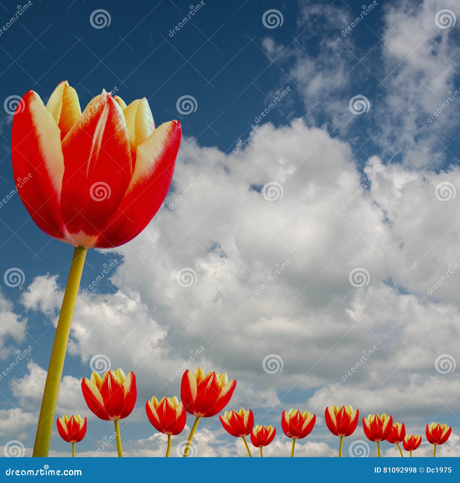 red tulipan
