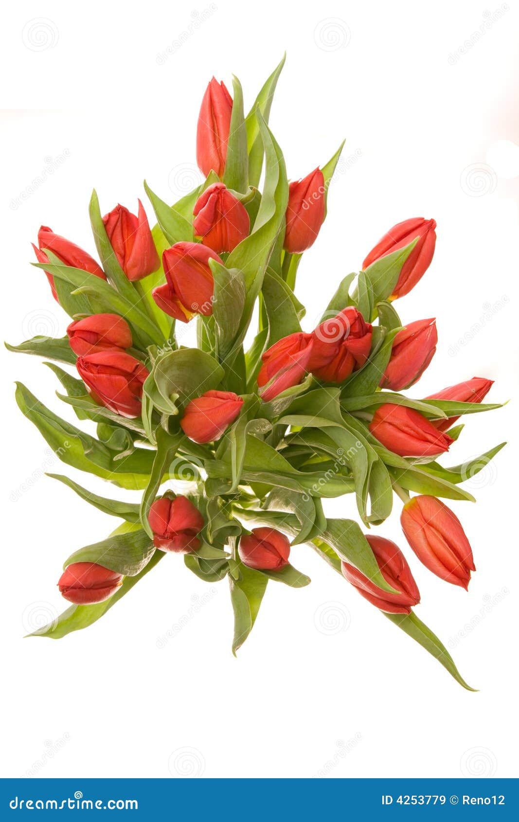 Red tulips stock image. Image of beauty, tulips, green 4253779