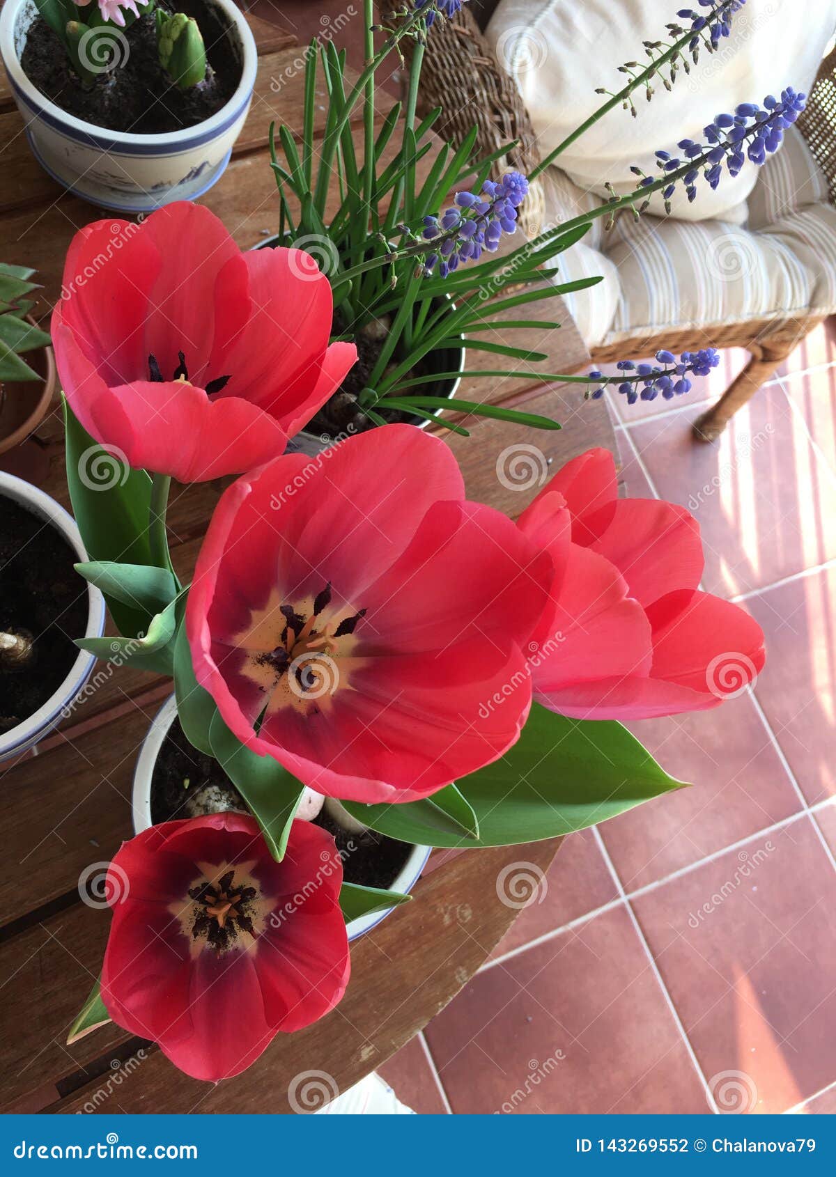 Red Tulips Blossom on Balcony Garden in the Pot Stock Photo