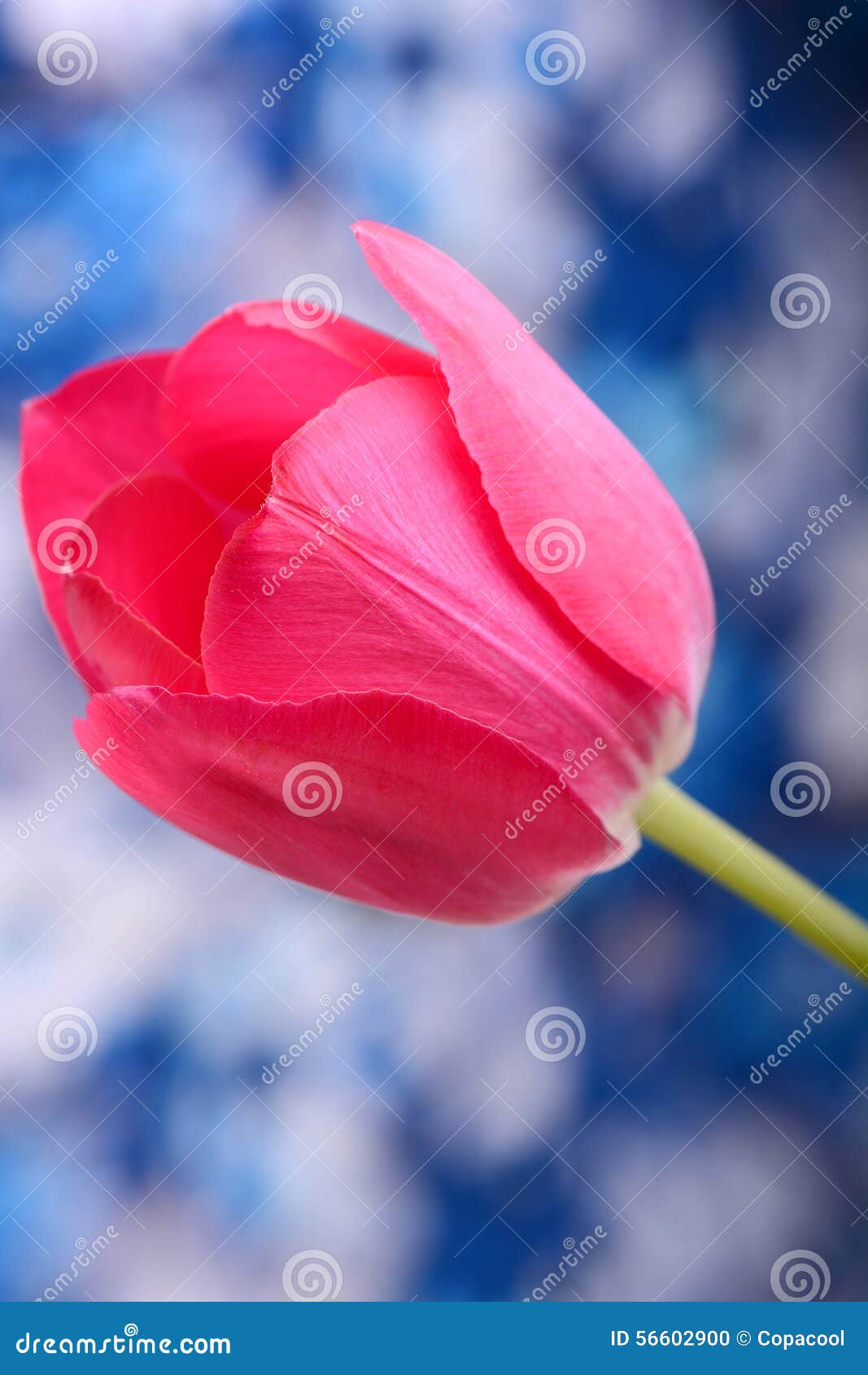 Red Tulips on Blue and White Background Stock Photo Image of flower