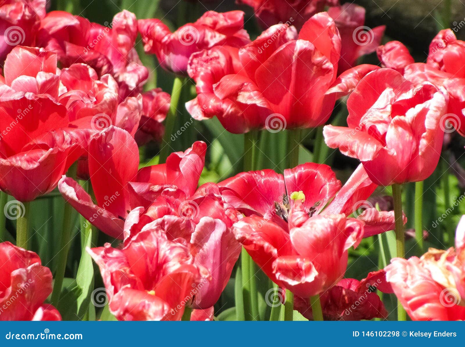 Red Tulips In Bright Sunlight Stock Photo Image Of Detail Pink