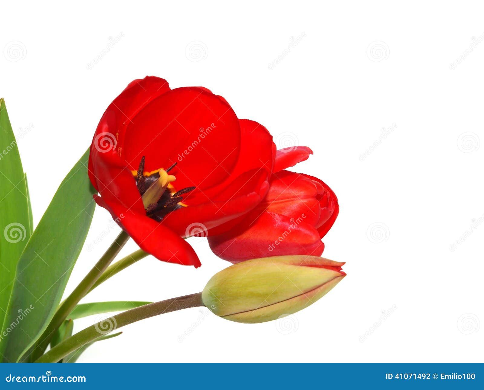 Red tulips in a corner stock photo. Image of flora, colorful 41071492