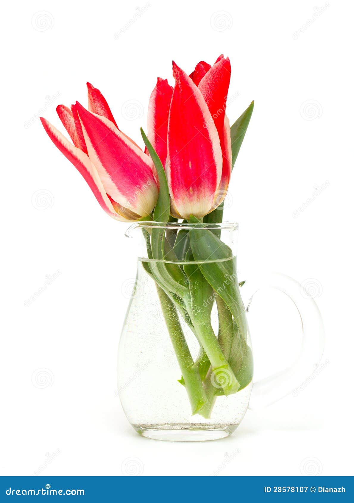 Red tulips in glass vase stock image. Image of isolated 28578107