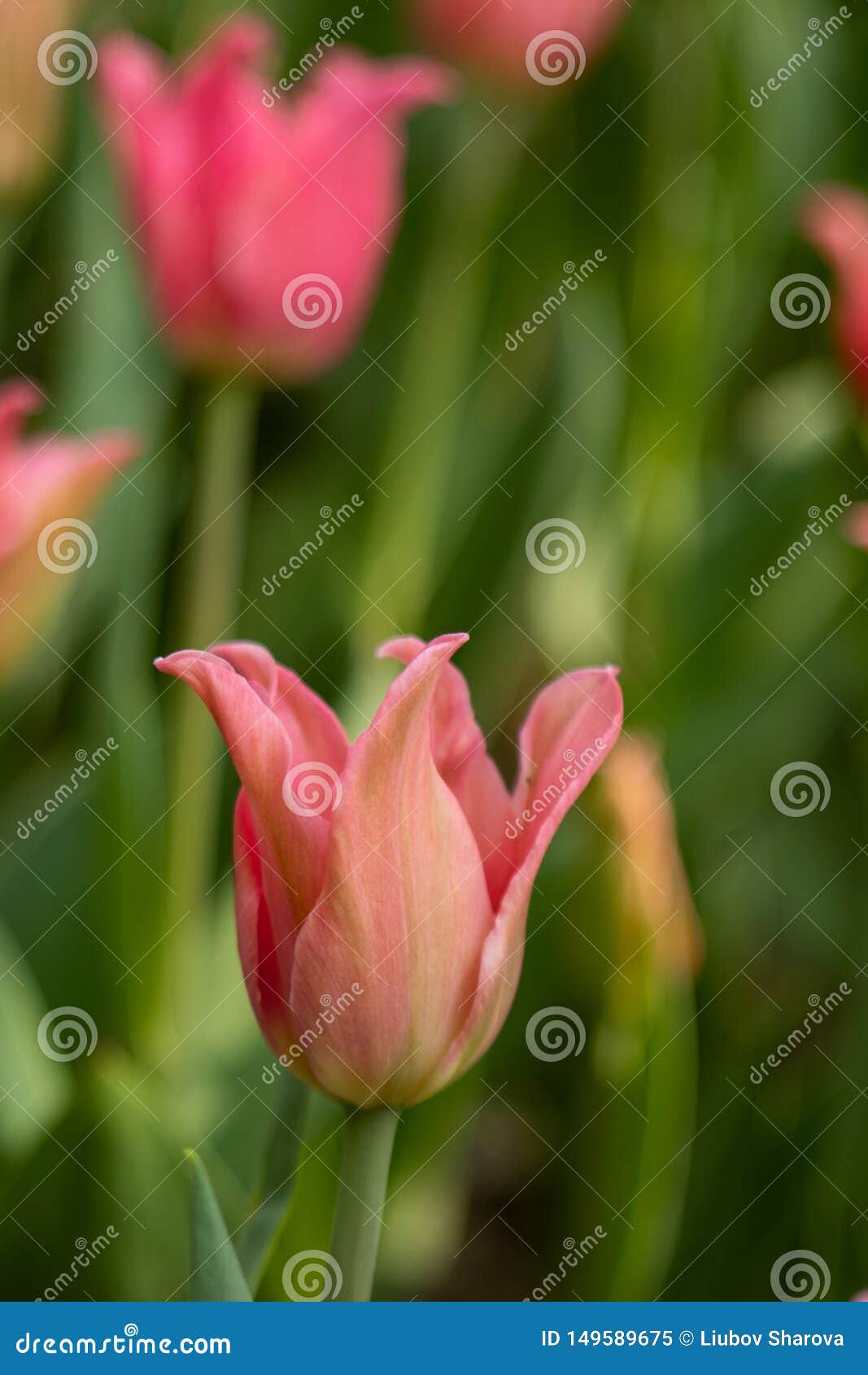 Tulips Flower Scientific Name Best Flower Wallpaper