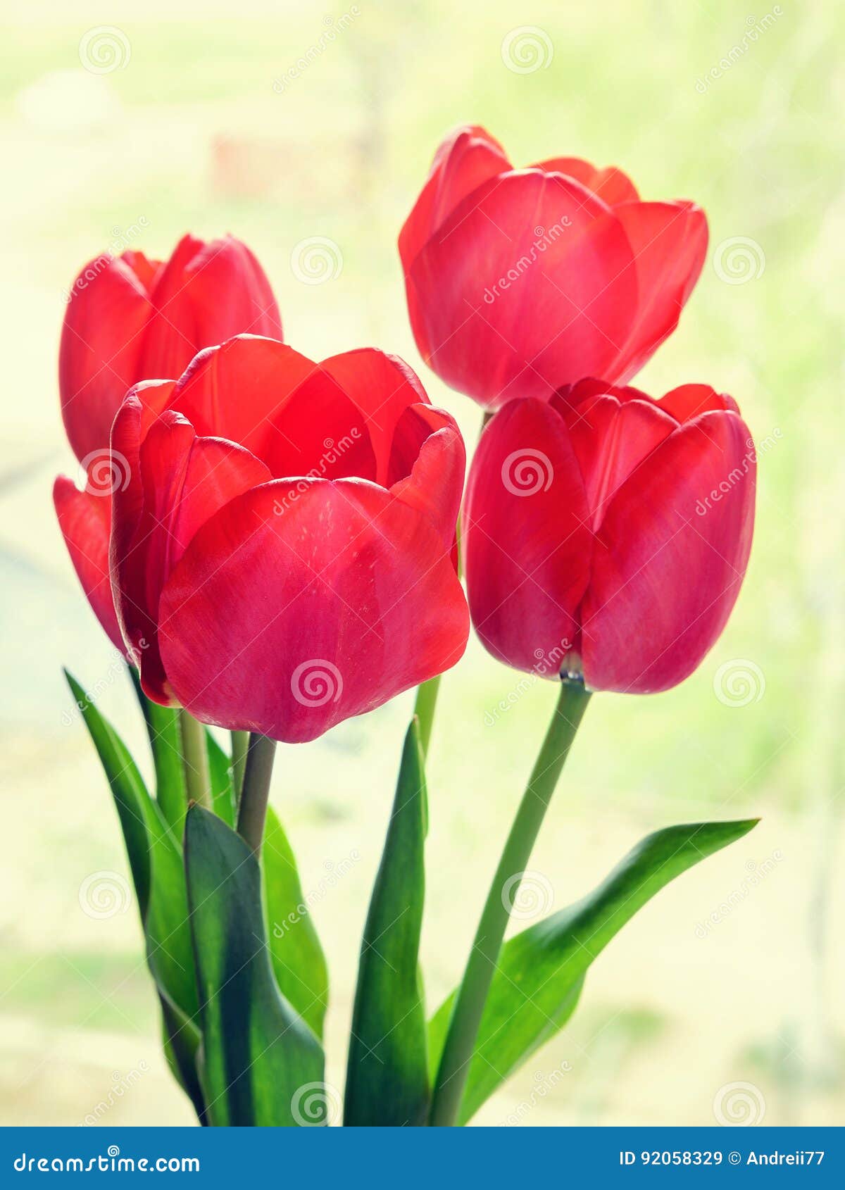 Red tulips not quite open stock image. Image of floral 92058329