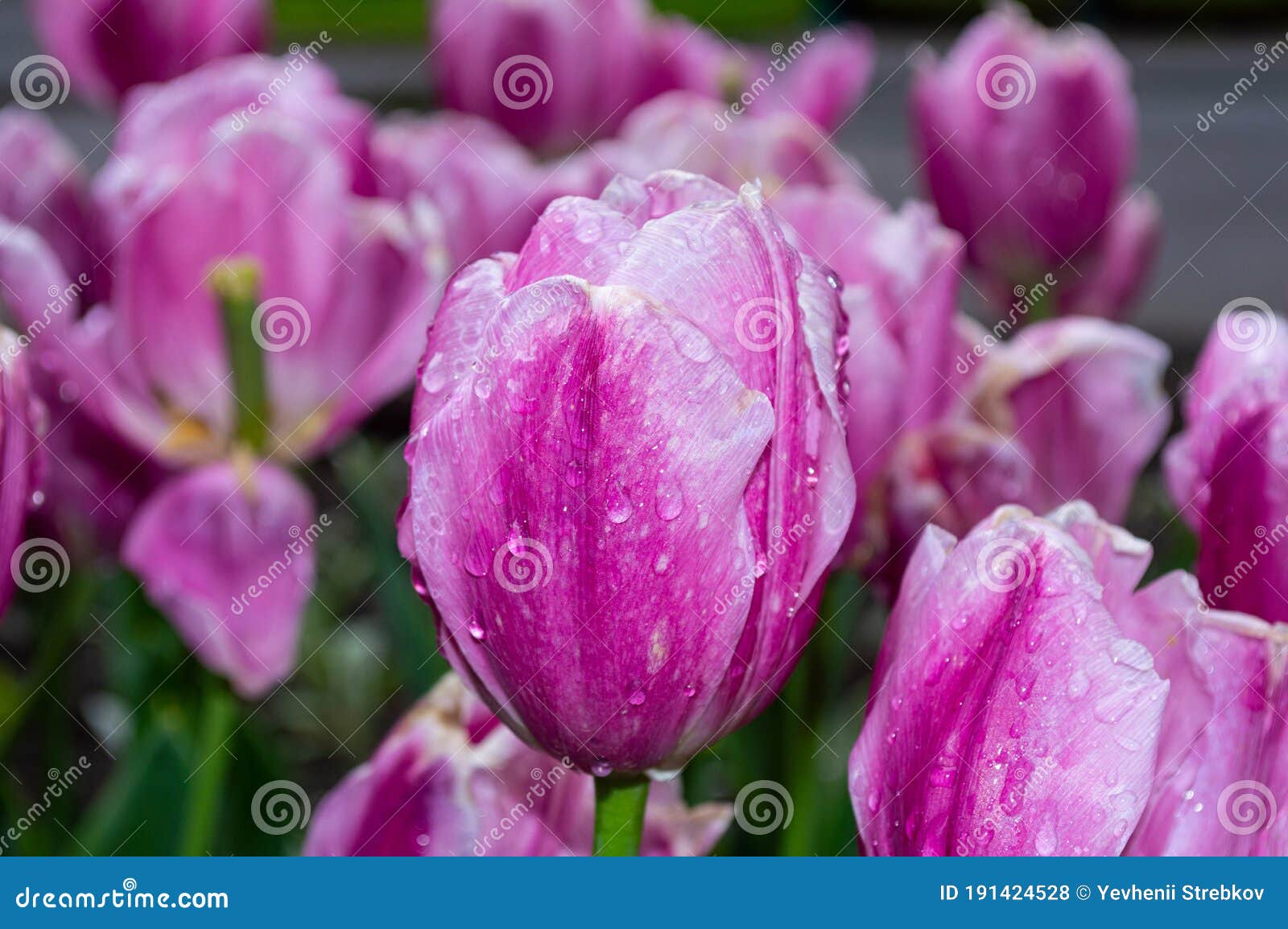 Red tulips with raindrops stock photo. Image of blossom 191424528
