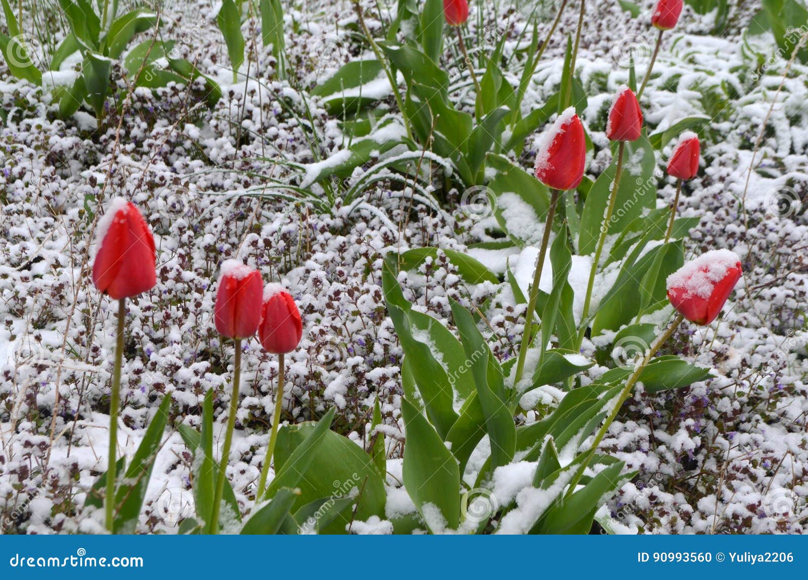 Red tulips under the snow stock photo. Image of romantic 90993560