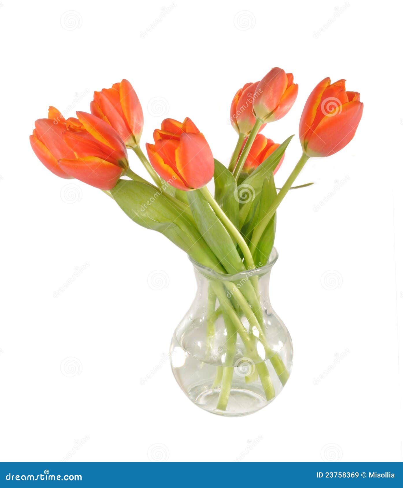 Red tulips in a vase stock image. Image of vase, holiday 23758369