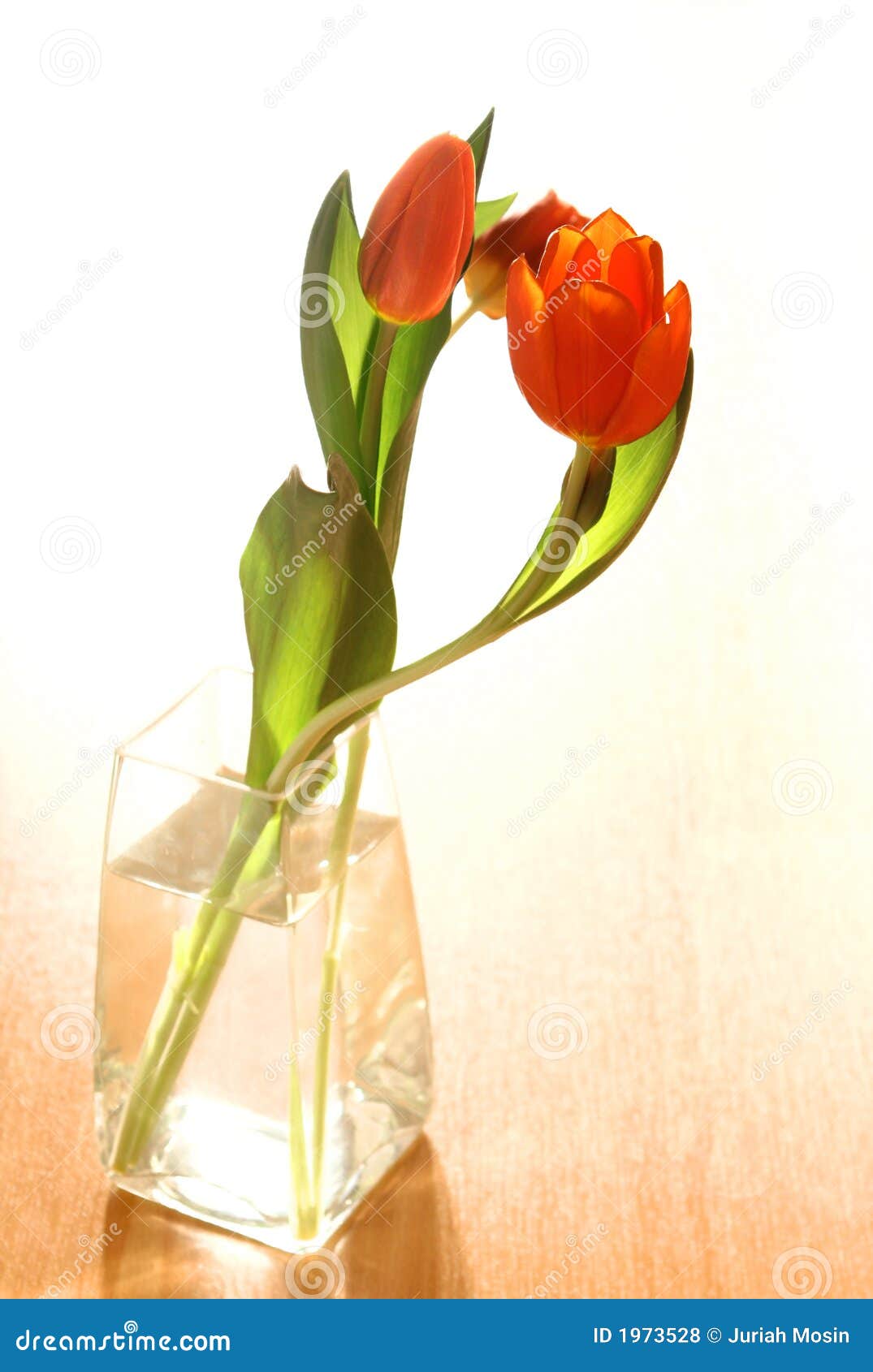 Red Tulips in Vase of Water Stock Photo Image of leaves, relax 1973528
