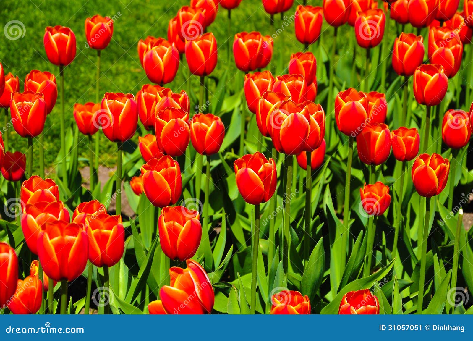 Red Tulips stock image. Image of branch, glass, blossom - 31057051