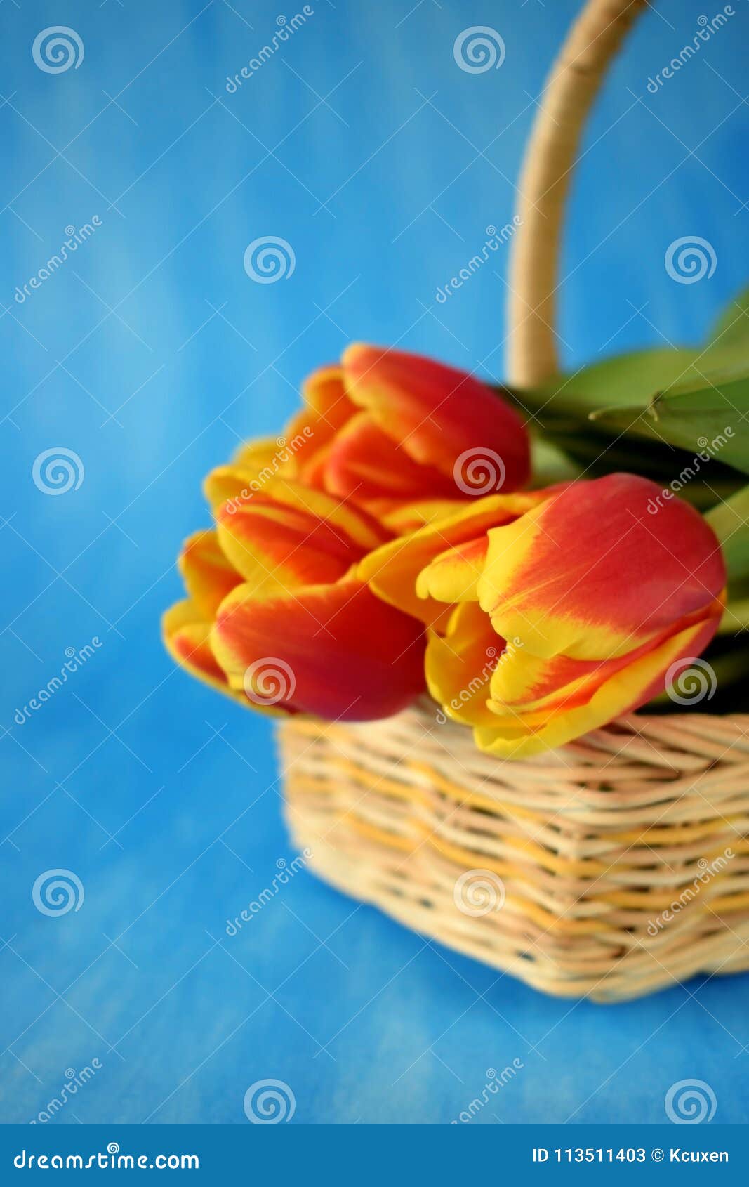 Red Tulips in a Wicker Basket Stock Image - Image of picked, ornamental ...