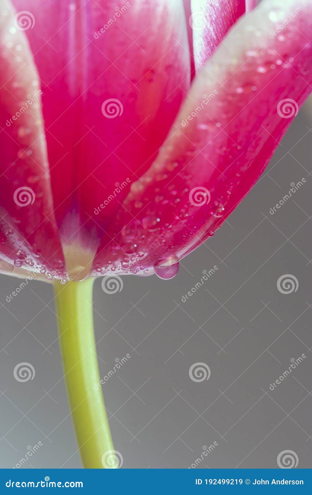 red tupip on background