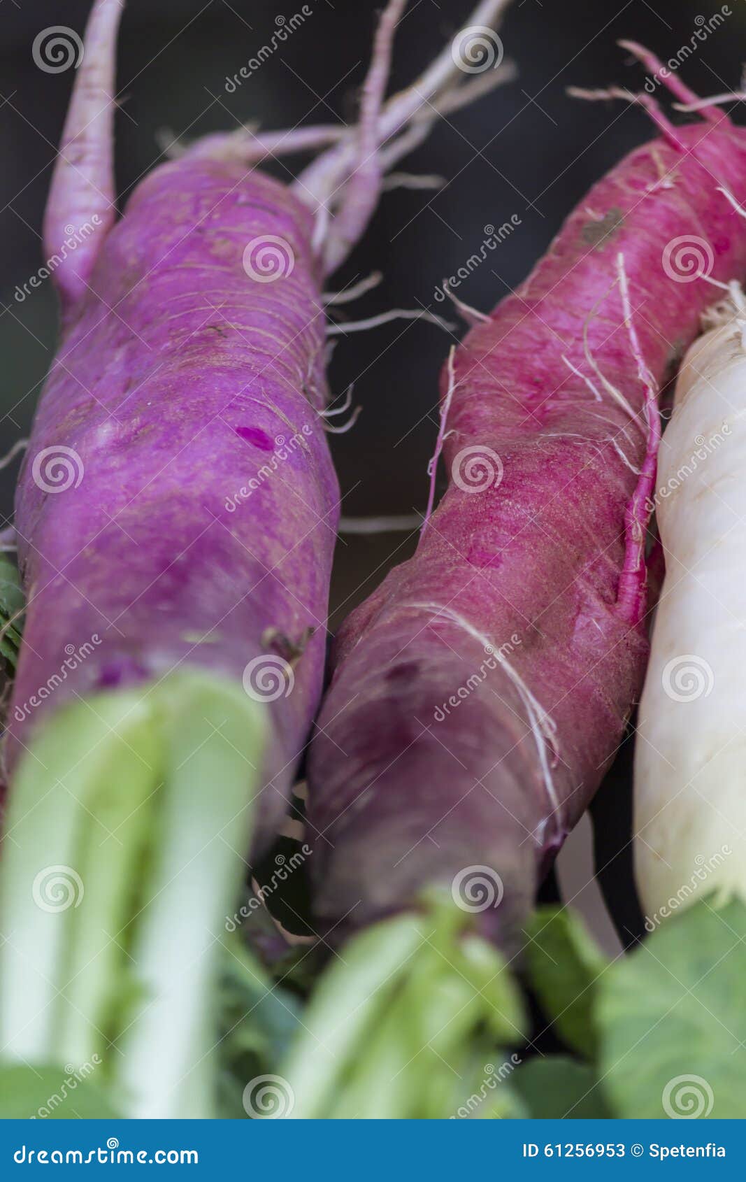 Red turnips stock image. Image of summer, healthy, garden 61256953