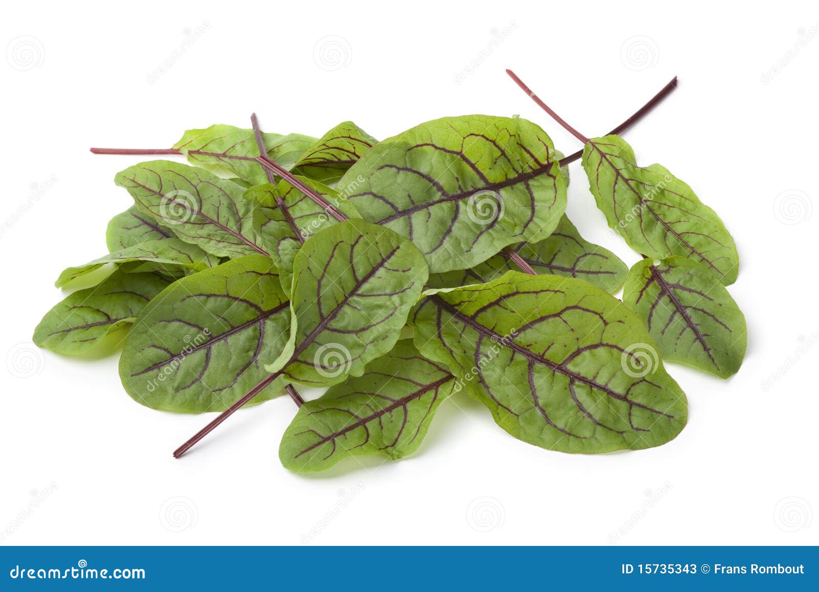 red veined sorrel leaves