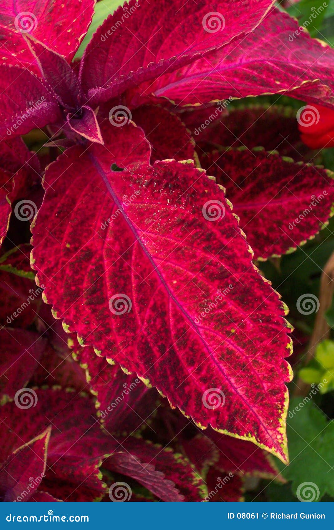 Red Velvet stock image. Image of gardening, summer, flowers 8061