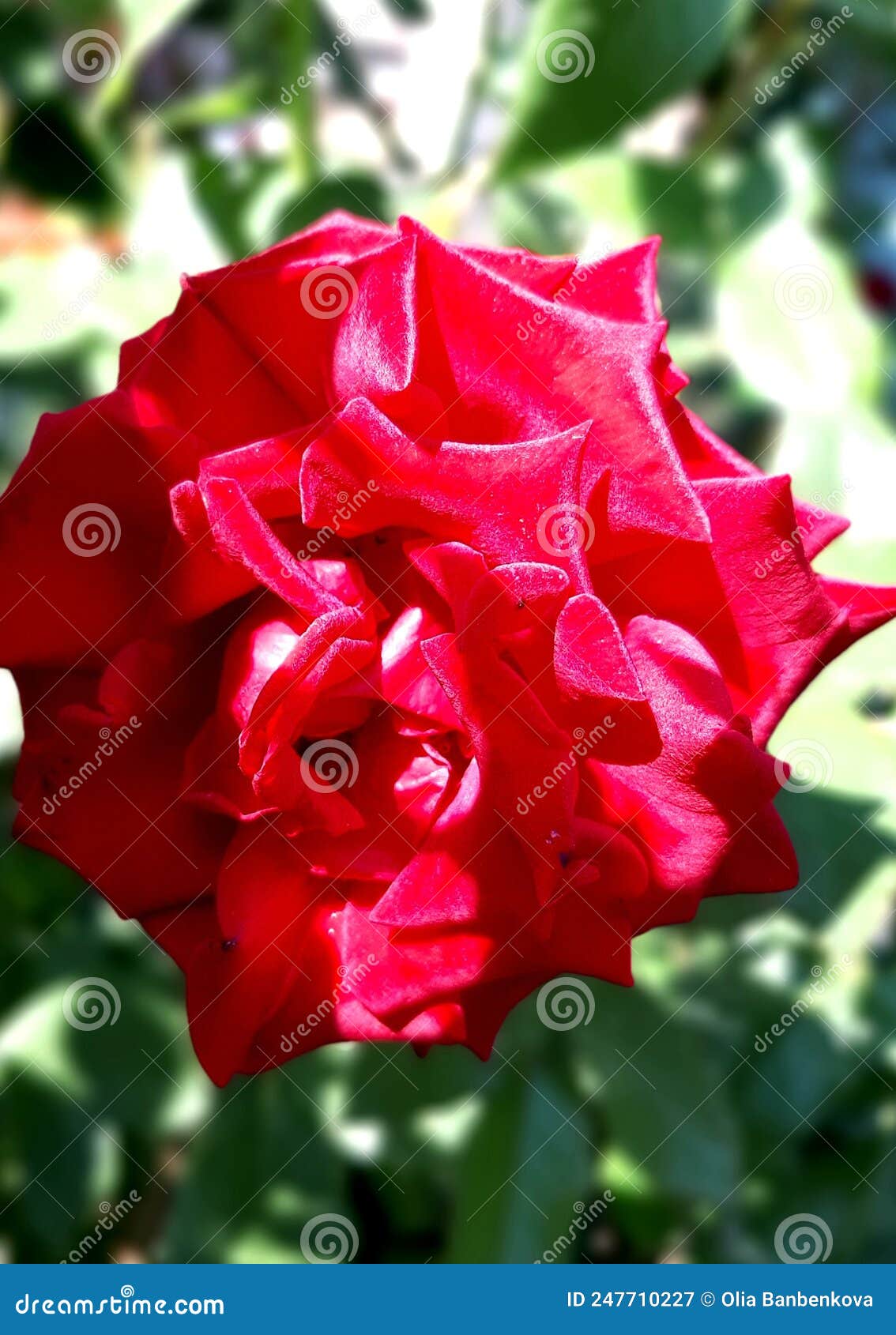 Red Velvet Rose. the Flower Has Opened Its Petals Stock Image Image