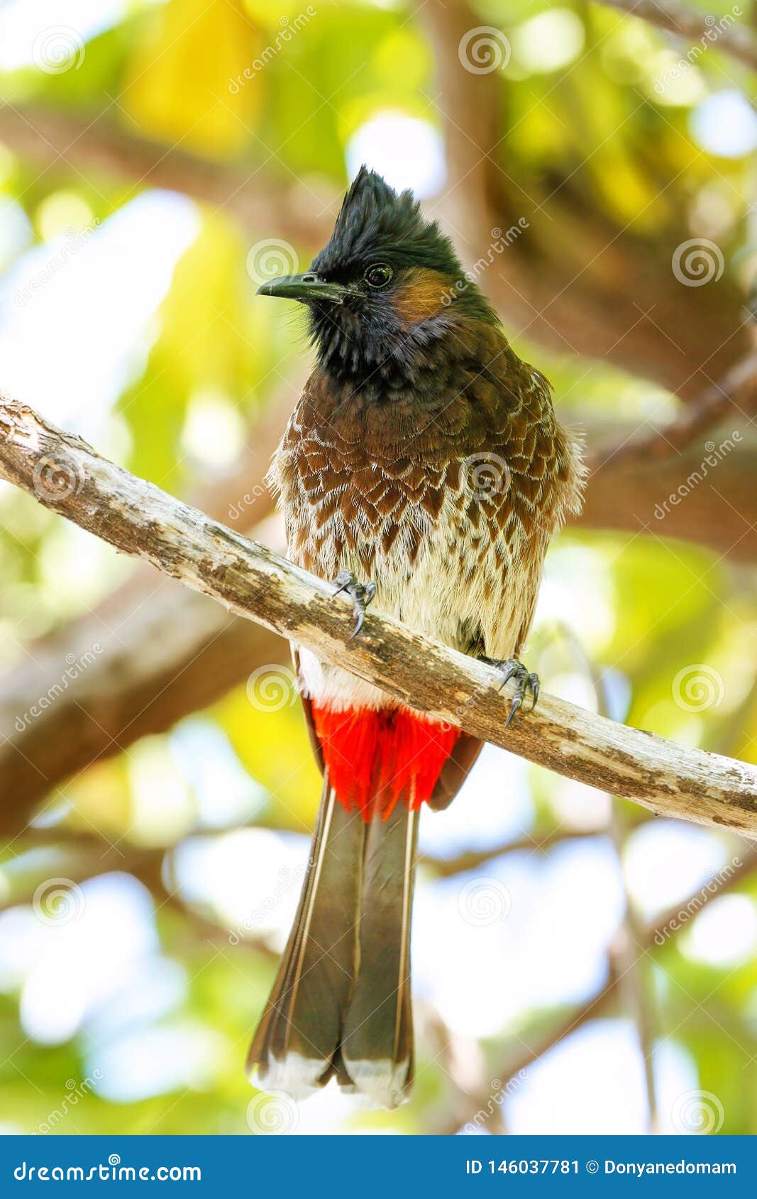 glide dyb modvirke Red-vented Bulbul (Pycnonotus Cafer) Sitting on a Tree Stock Image - Image  of redvented, pycnonotus: 146037781