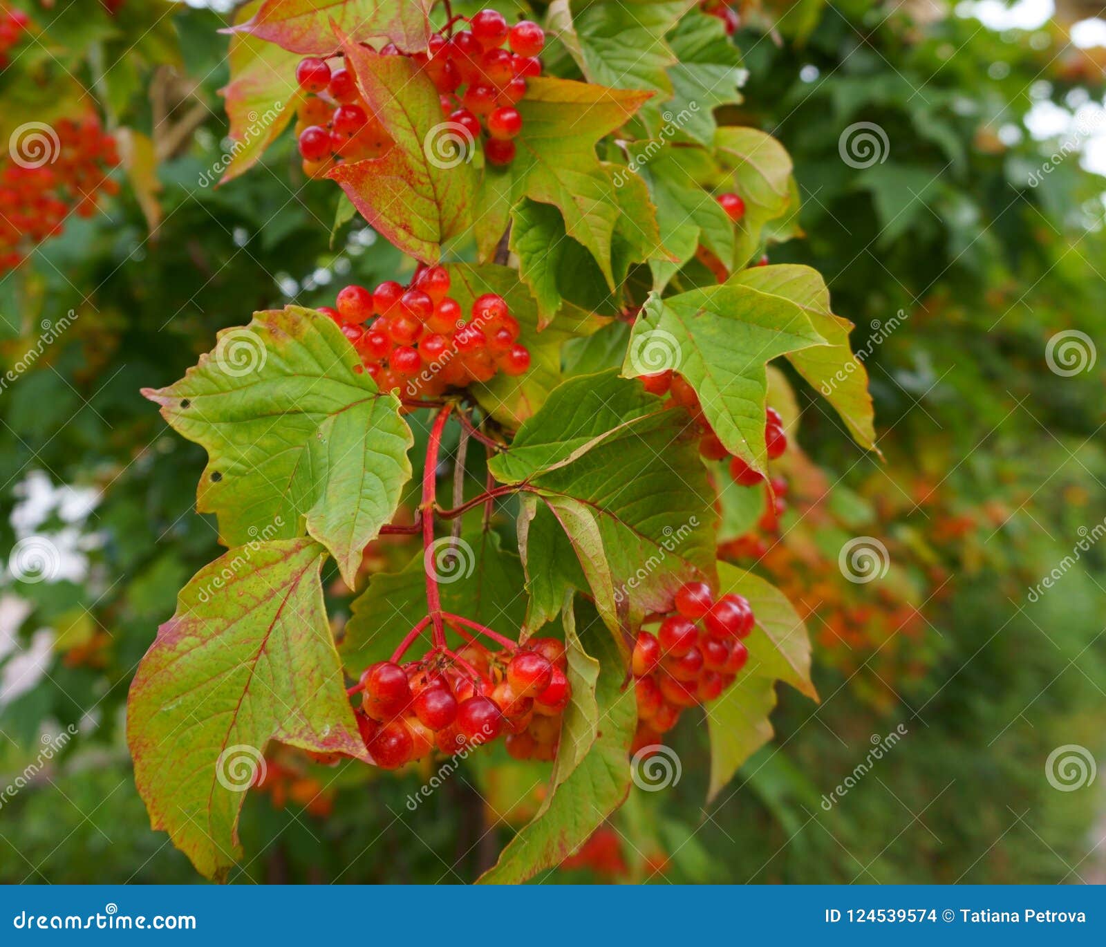 Using Georgia Native Plants Versatile Viburnums