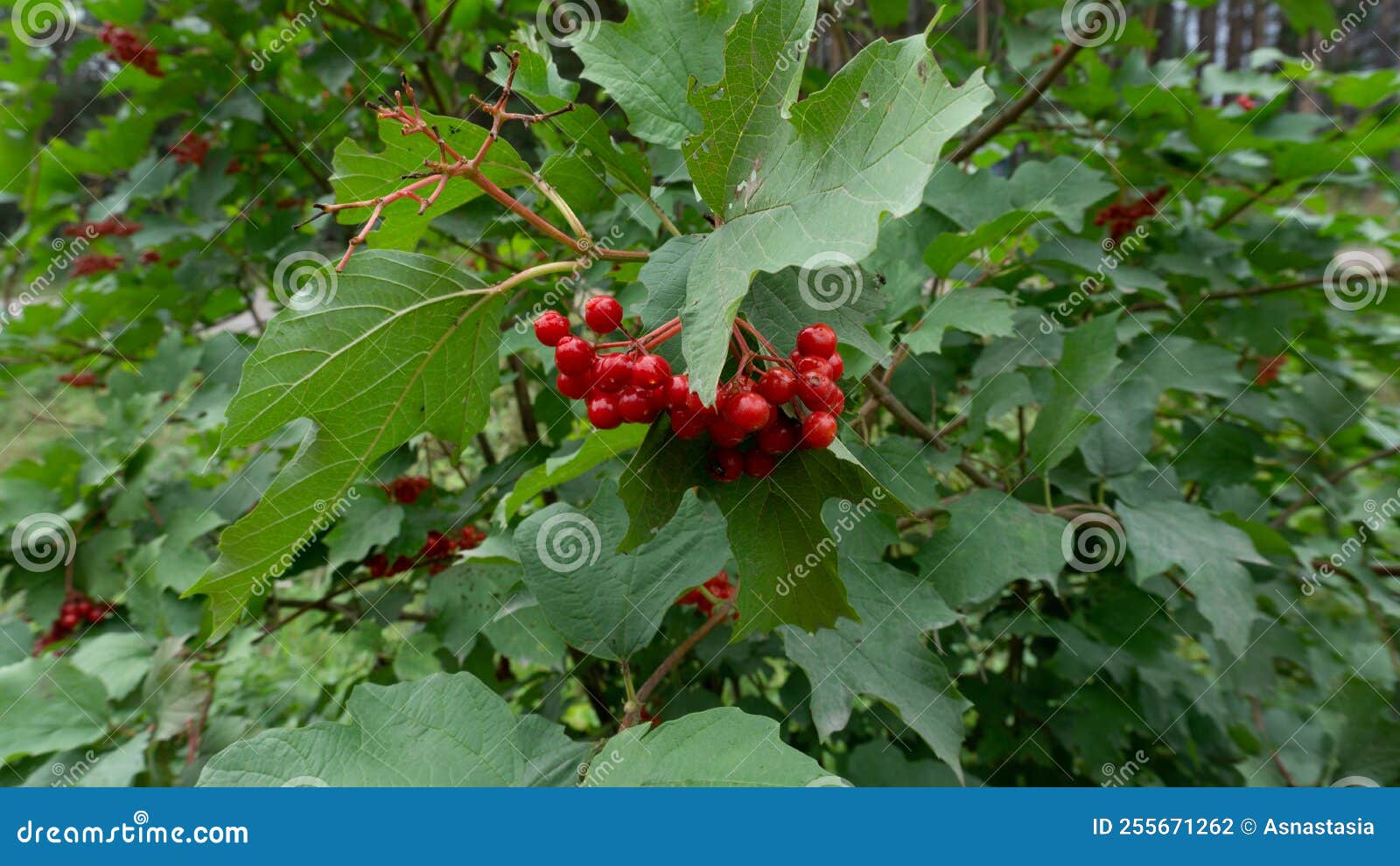 Red Viburnum Berries Surrounded by Green Foliage Stock Photo Image of
