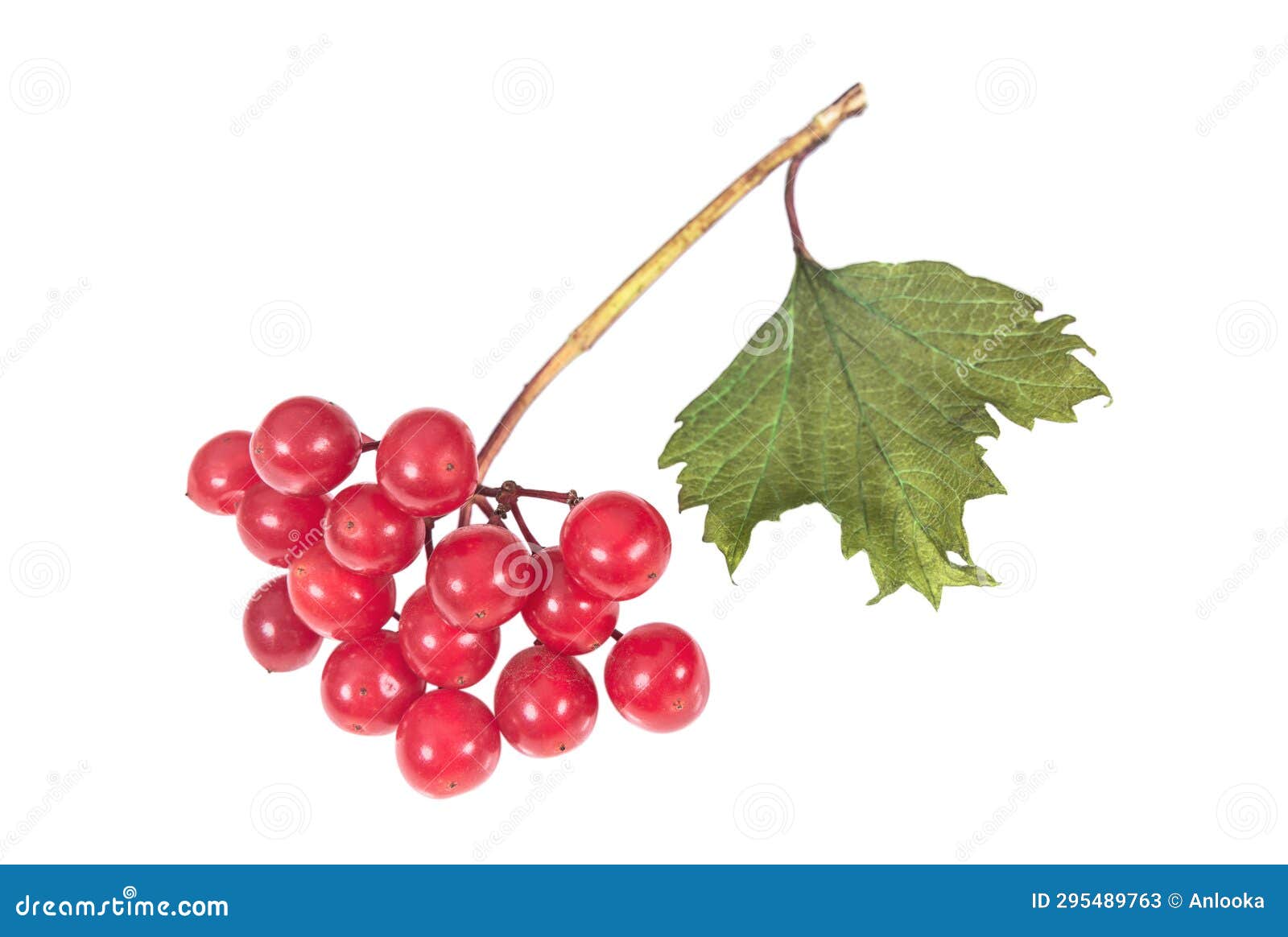 Red Viburnum Berries on White Stock Image Image of bunch, fruitage