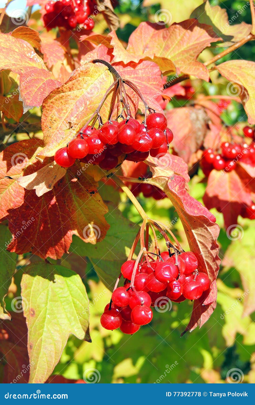 Red viburnum on branches stock photo. Image of beauty 77392778
