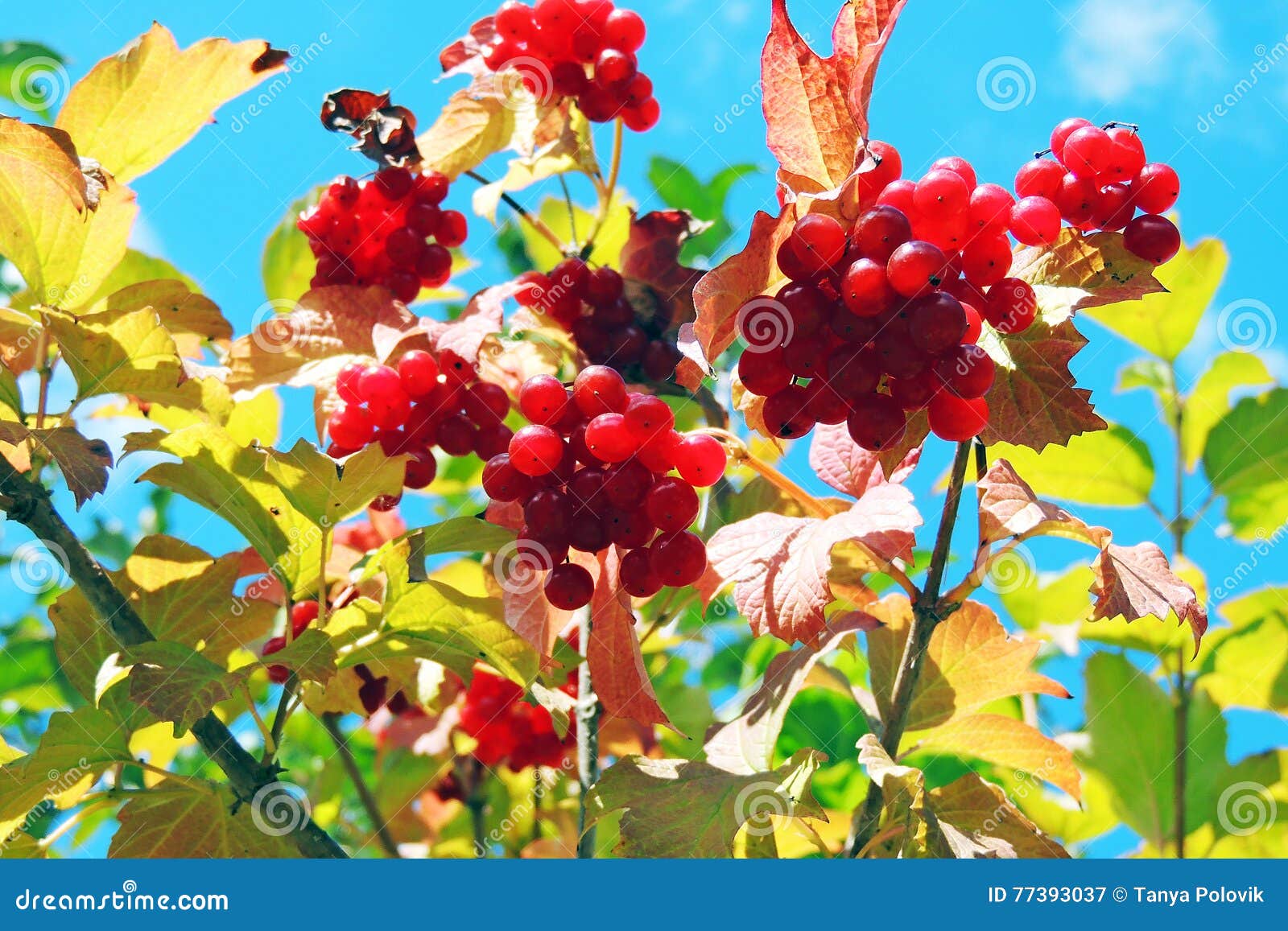 Red viburnum on branches stock image. Image of berry 77393037