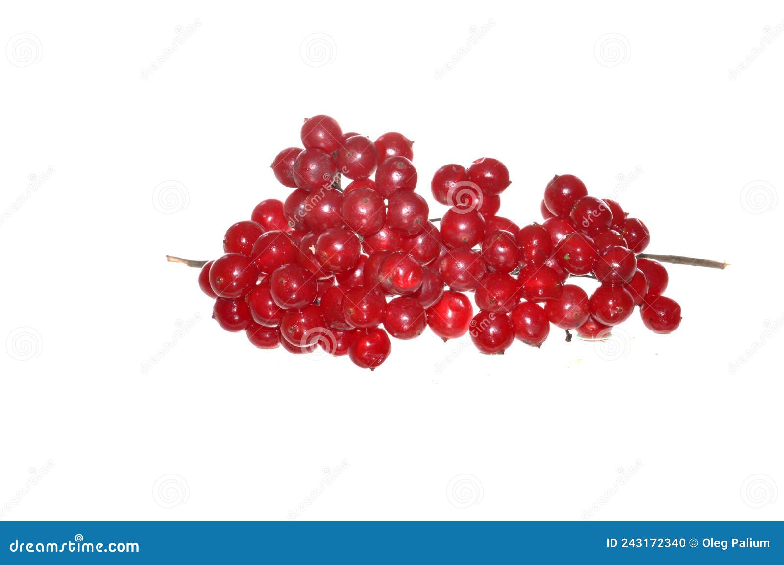 Red Viburnum Isolated on White Background Stock Photo Image of bunch