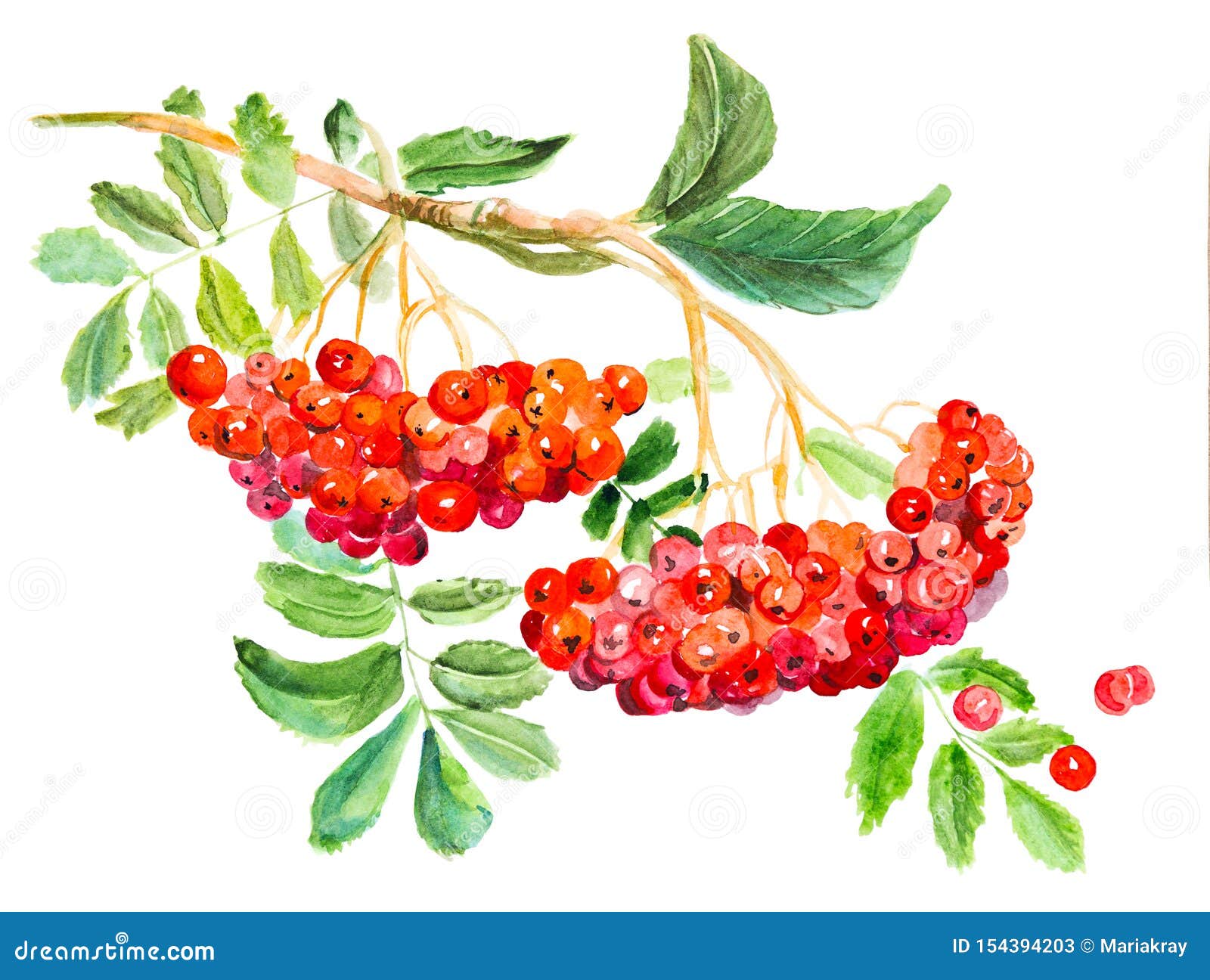 Red Viburnum Opulus, Common Name Guelder-rose, Branch with Leaves and ...