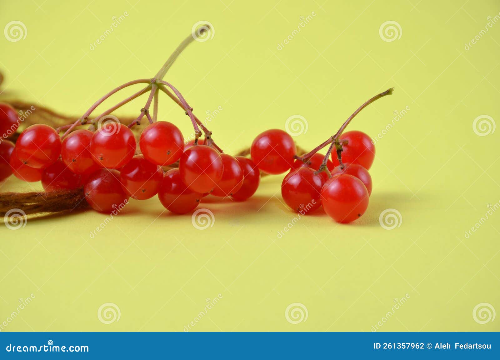 Red Viburnum on a Yellow Background Closeup Stock Photo Image of