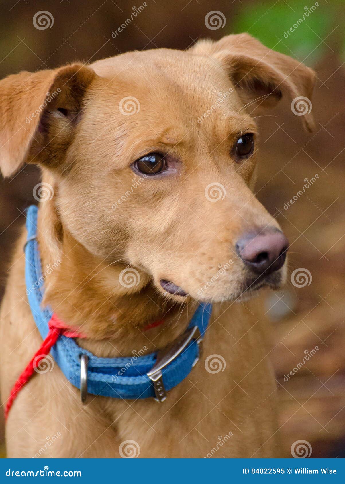 vizsla mix breed