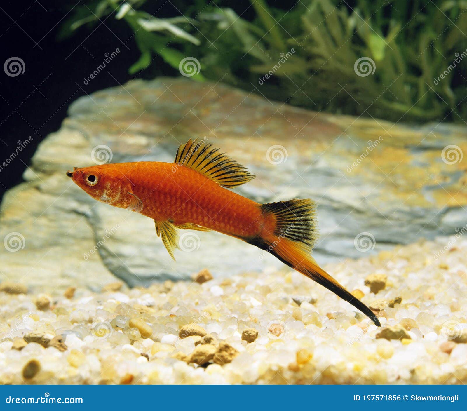 Red Wagtail Swordtail Fish, Xiphophorus Helleri Wagtail Stock Photo