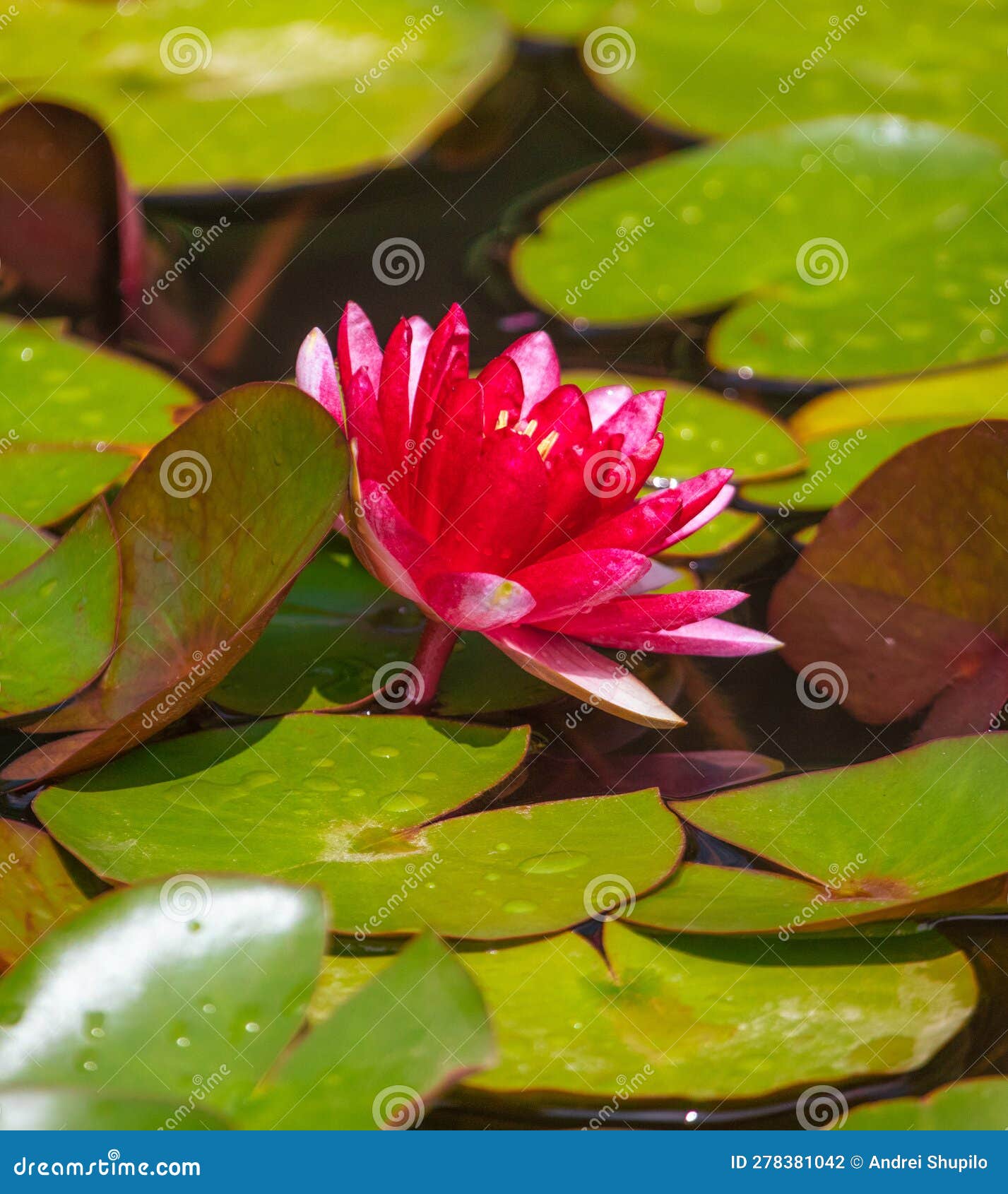 Red Water Lily Flower on the Lake Stock Photo Image of lake, flora