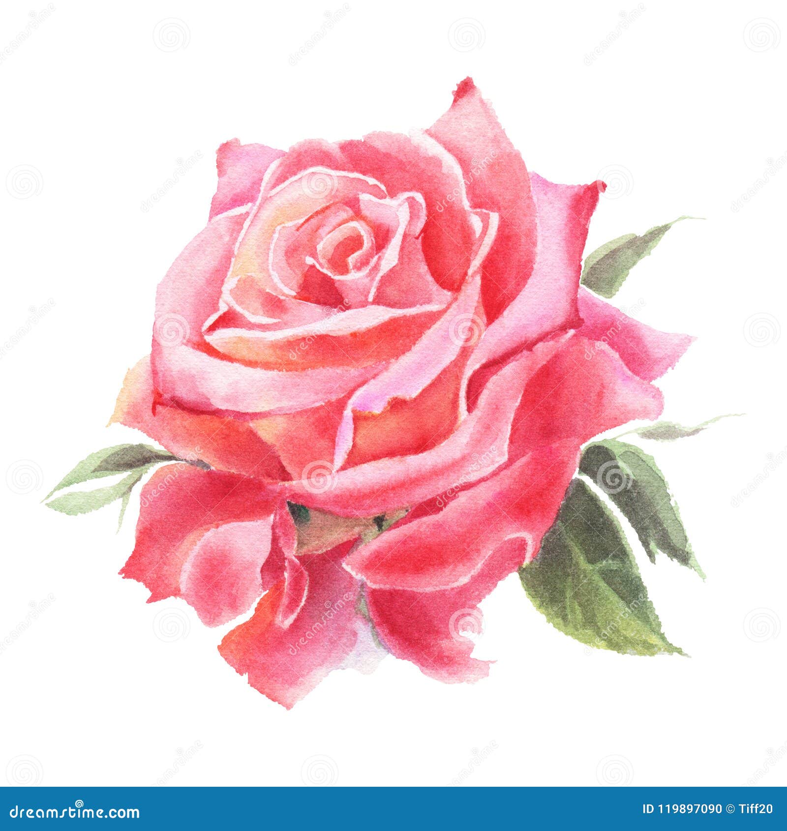 Watercolor flowers. Roses stock illustration. Illustration of blossom ...