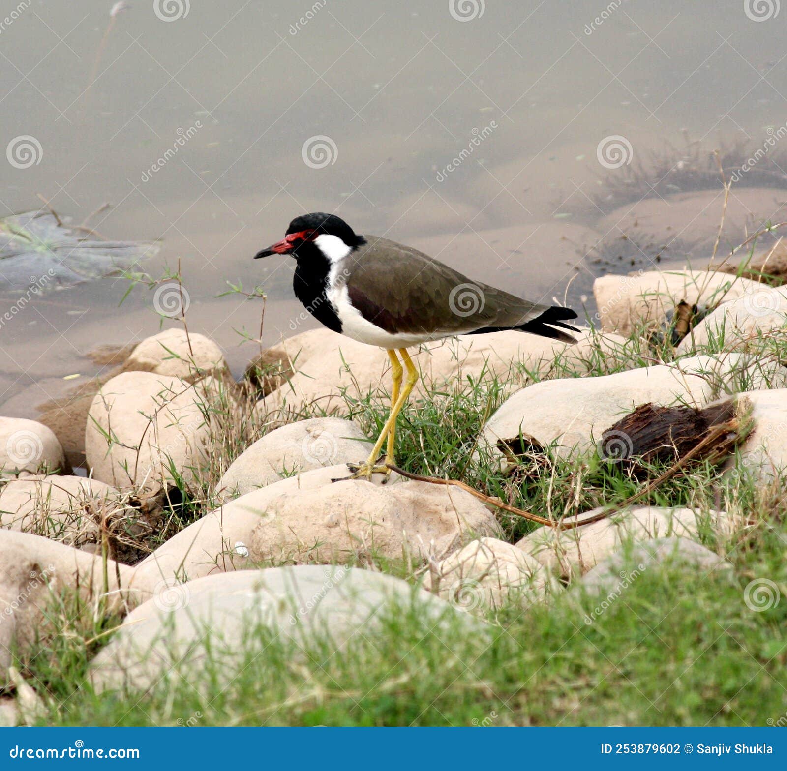 red-wattled lapwing (vanellus indicus) keeping watch against intruders : (pix sshukla)