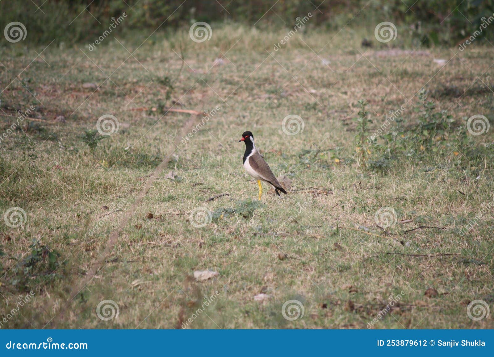 red-wattled lapwing (vanellus indicus) keeping watch against intruders : (pix sshukla)