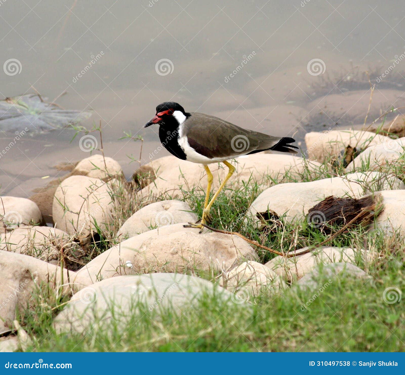 red-wattled lapwing (vanellus indicus) sitting by the lake : (pix sanjiv shukla)