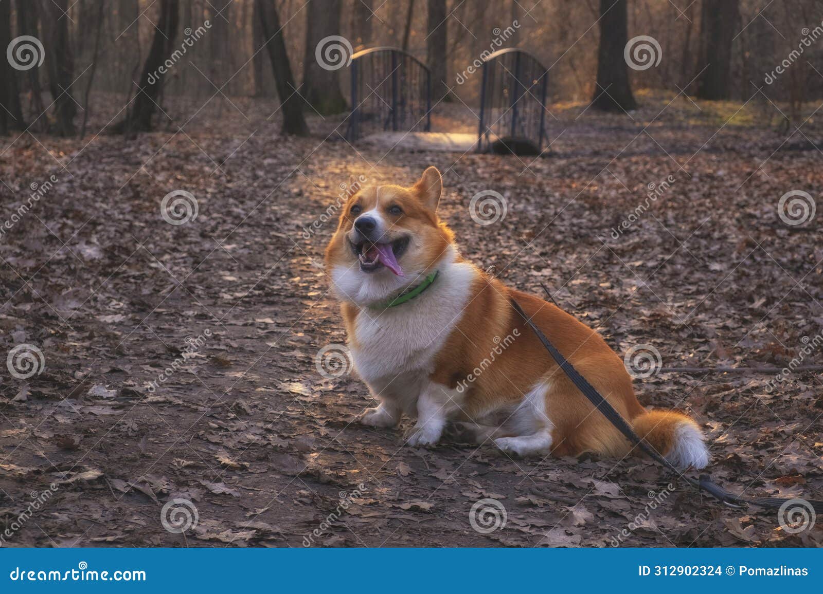 red welsh kogi pembroke dog walks in a beautiful autumn park in late autumn