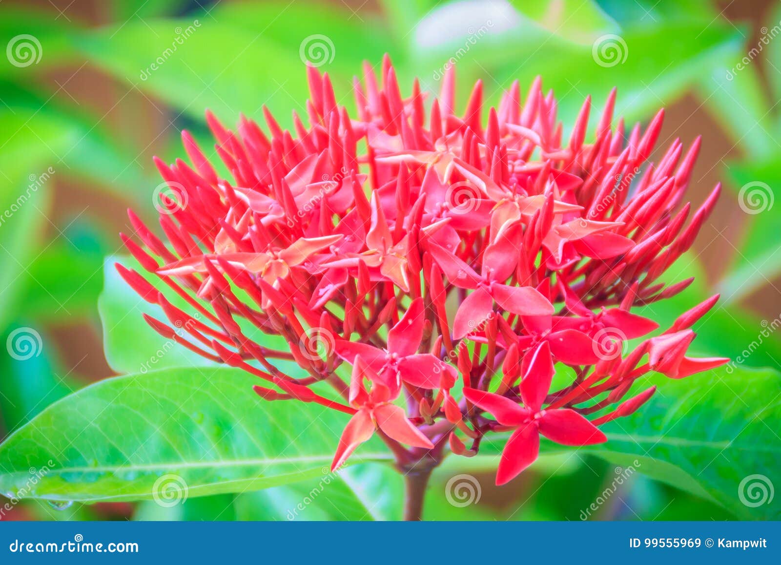 red west indian jasmine flower (ixora macrothyrsa) in the backyard flower garden. ixora is a genus of flowering plants in the rub