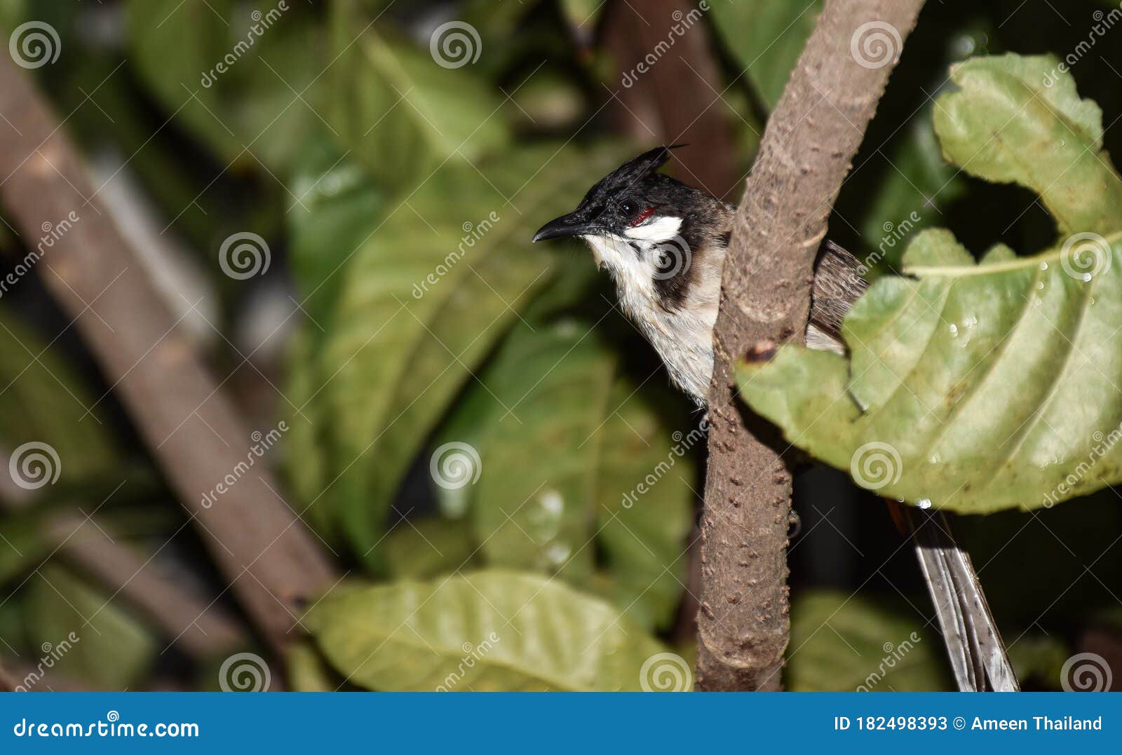 Red-whiskered bulbul - Wikipedia