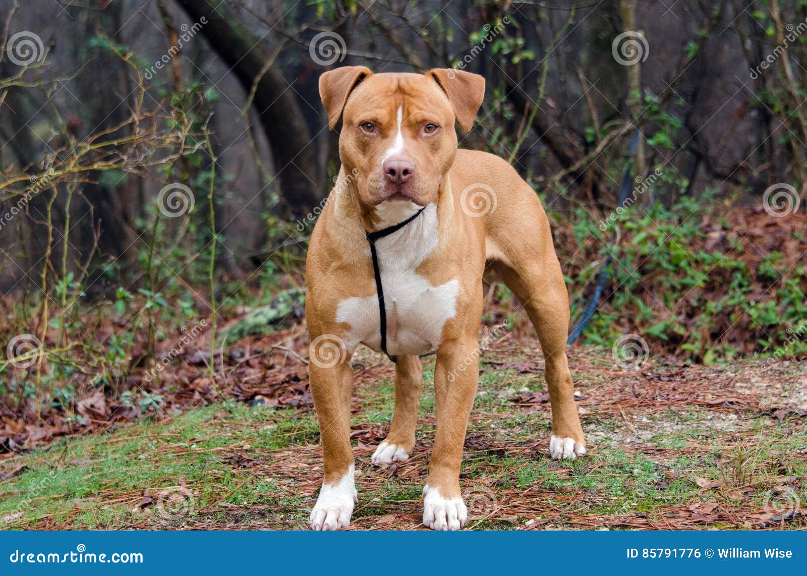 tan and white staffordshire bull terrier