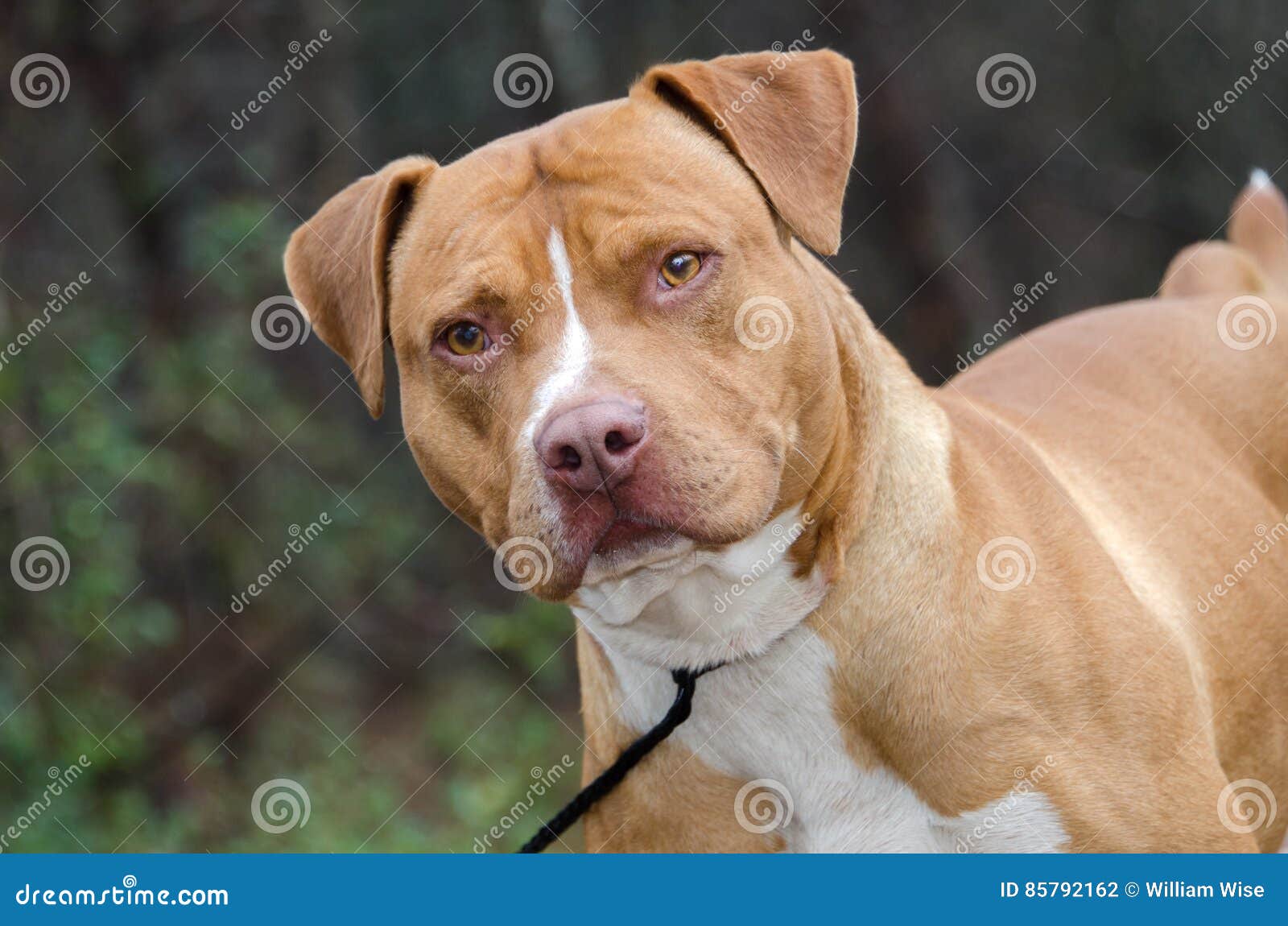 red american staffordshire terrier