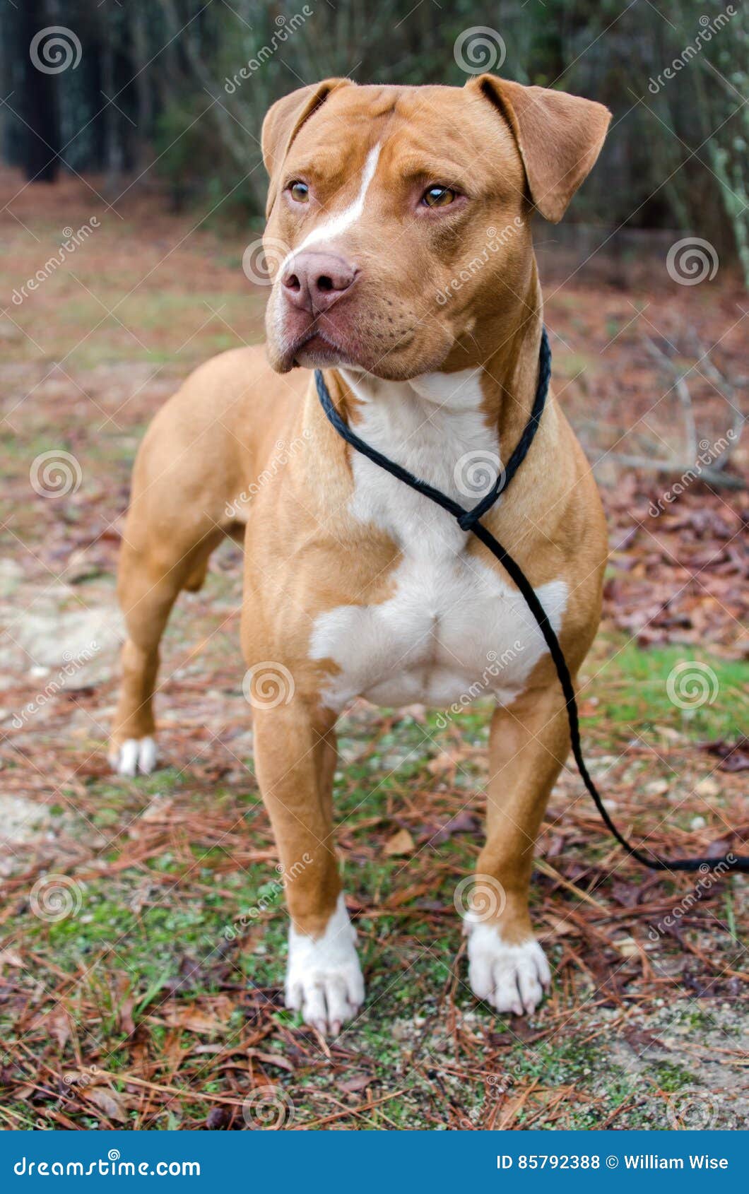 red american staffordshire terrier