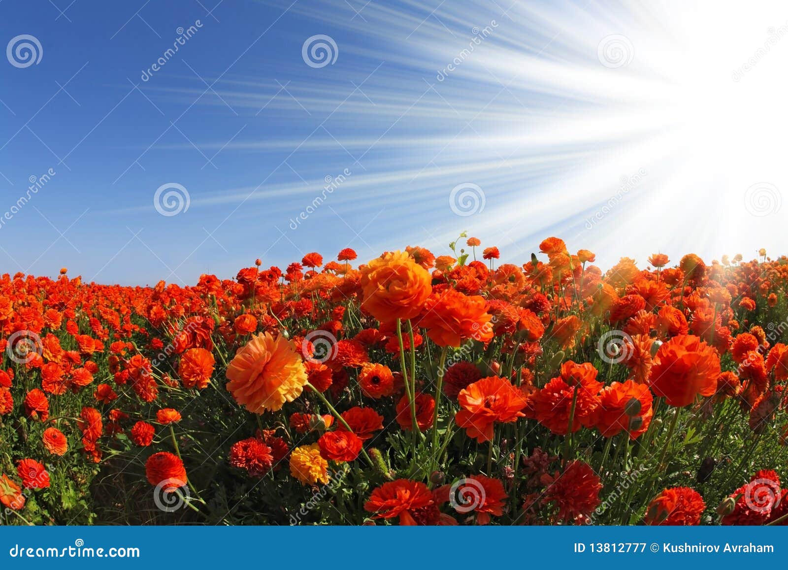 The Red and White Buttercups Stock Image Image of lens, petal 13812777