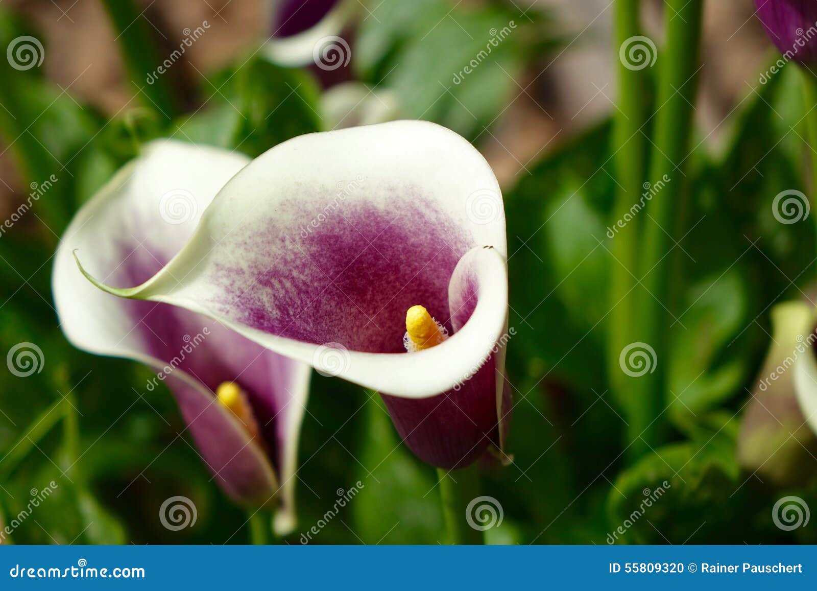 Red and white calla lily stock photo. Image of nature - 55809320
