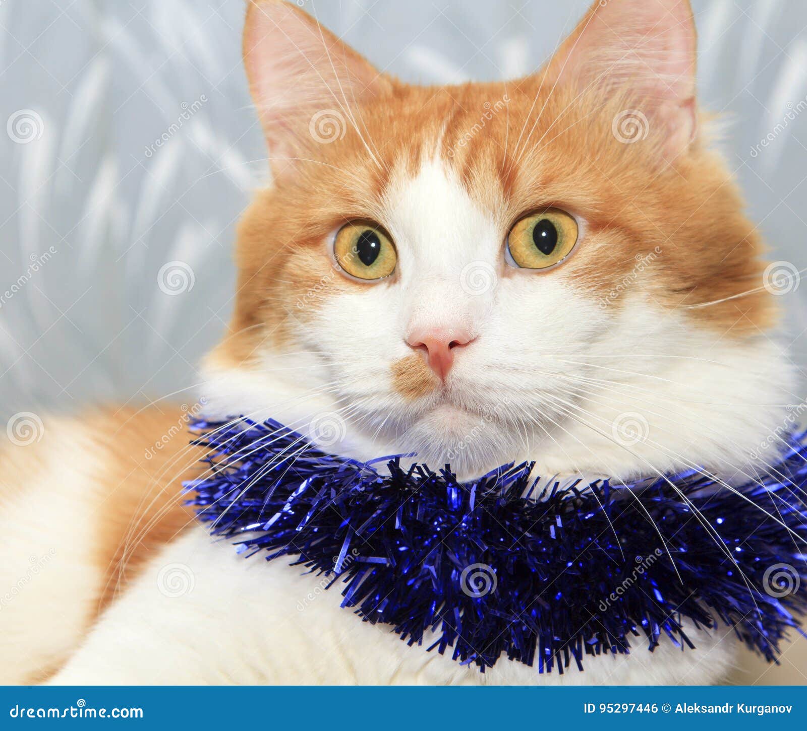 Red and White Cat with Christmas Tinsel Decoration Stock Photo Image