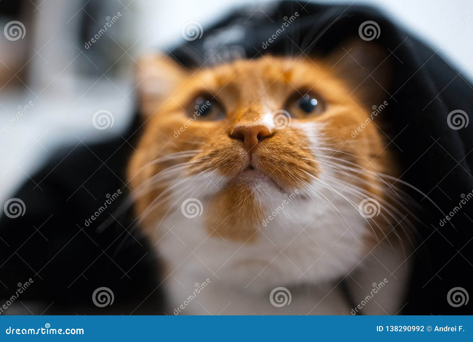 Red White Cat Hiding Under Black Blanket Stock Photo Image of face, humor 138290992